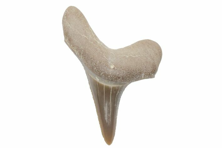 Fossil Ginsu Shark (Cretoxyrhina) Tooth - Kansas #219178